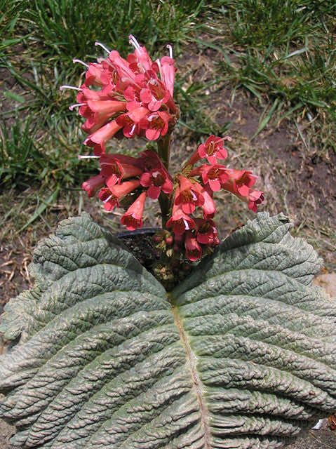 Streptocarpus Dunii