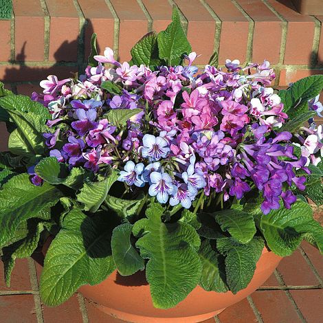 Streptocarpus mix