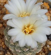 Strombocactus jarmilae Cacti