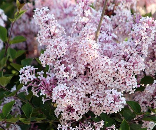 Syringa oblata