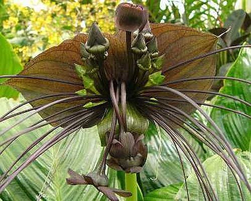 Tacca Chantrieri Green Isle green bat flower
