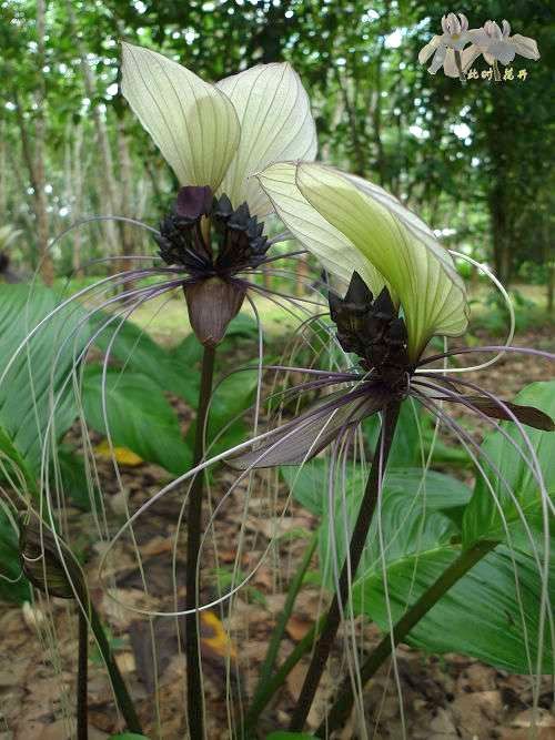 Tacca integrifolia bat flower