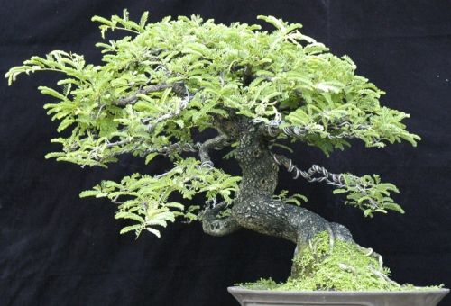 Tamarindus indica Tamarind