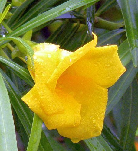 Thevetia neriifolia
