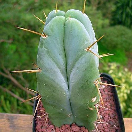 san pedro torch cactus Trichocereus bridgesii bolivian torch cactus – The Exotic Seed Emporium