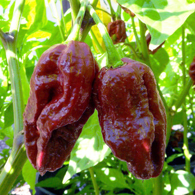 Chili Trinidad Douglah 7 Pot