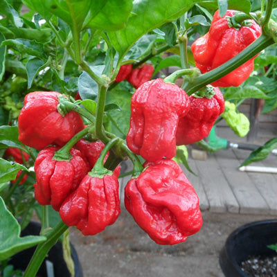 Chili Trinidad 7 Pot Jonah