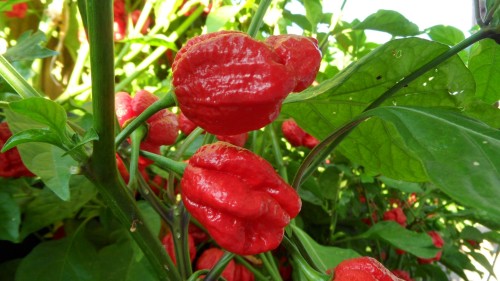 Chili Trinidad Sunrise Scorpion