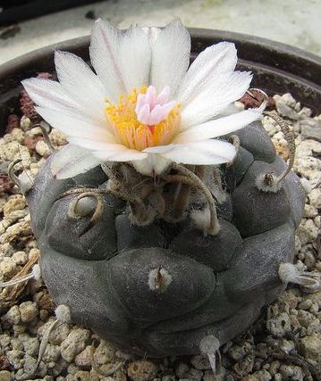 Turbinicarpus rioverdensis