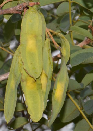 Xeroderris stuhlmannii