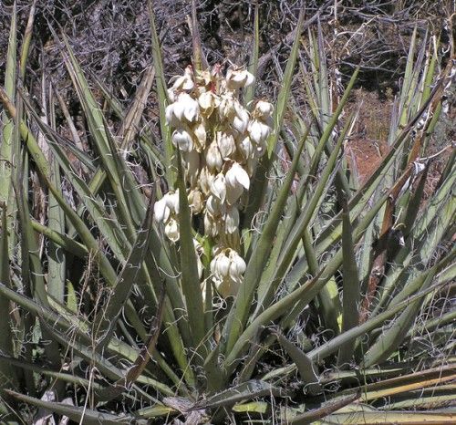 Yucca baccata var. baccata