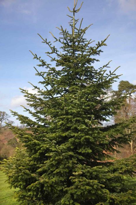 Abies nordmanniana Nordmann fir