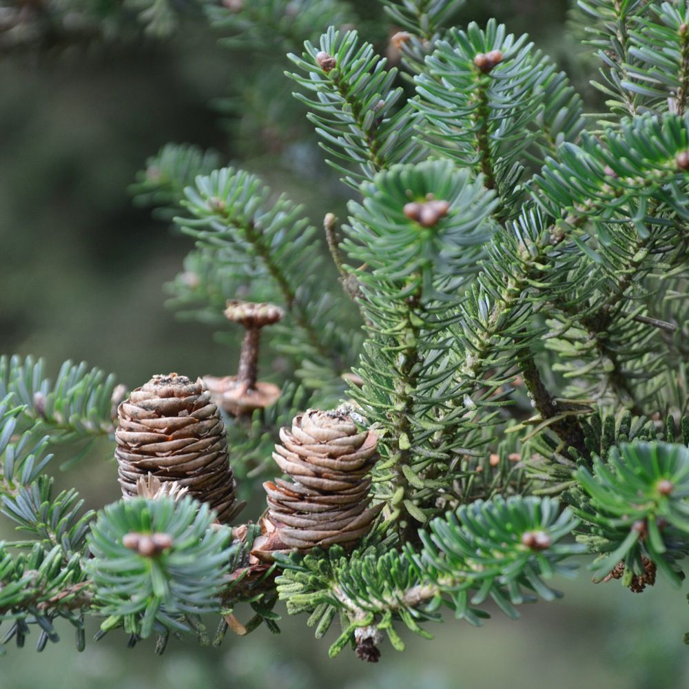 Abies nordmanniana Nordmann fir