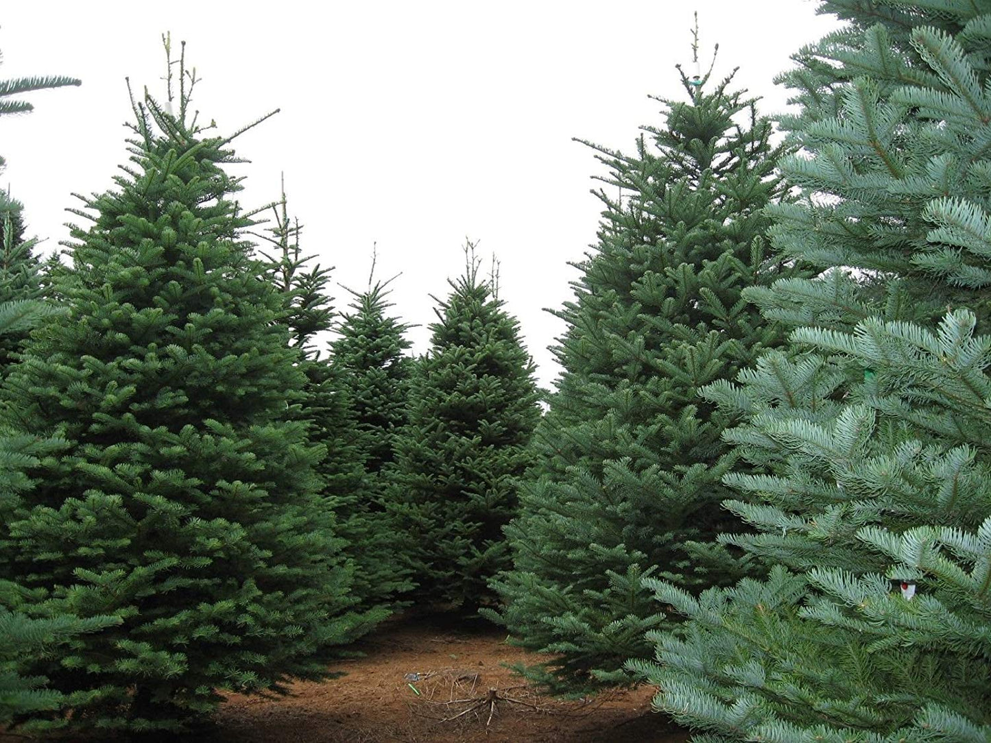 Abies procera