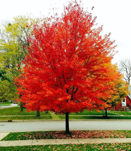 Acer Rubrum Red Maple