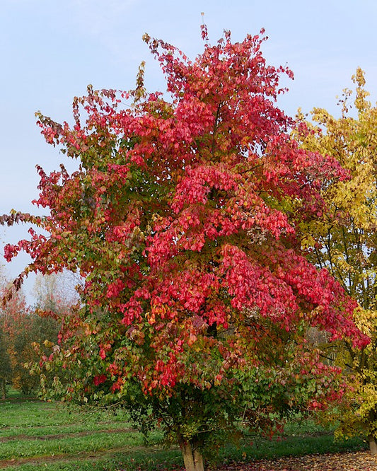 Acer buergerianum