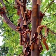 Acer griseum cinnamon-maple