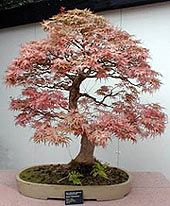 Acer saccharum sugar maple