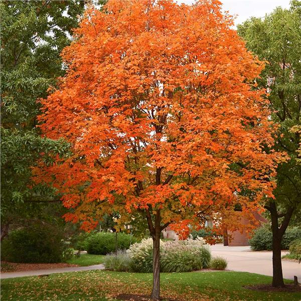 Acer saccharum sugar maple