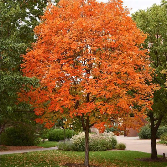 Acer saccharum sugar maple