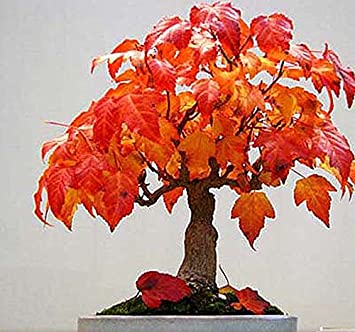 Acer ginnala Amur maple