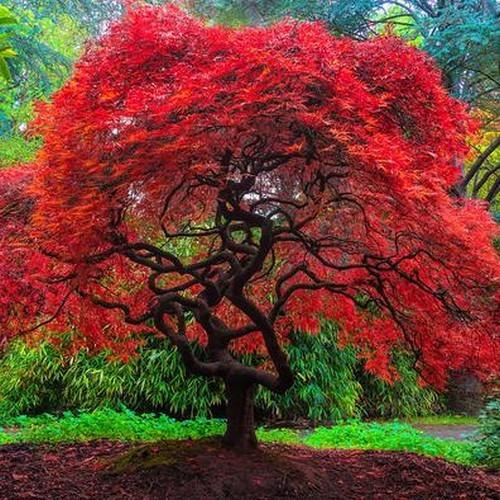 Acer ginnala Amur maple