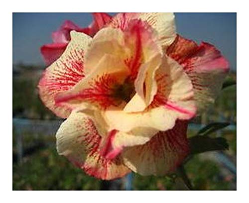 Adenium arabicum Black Knight