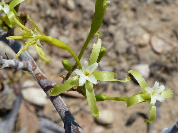 Adenia isaloensis
