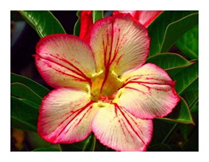 Adenium obesum "3171"