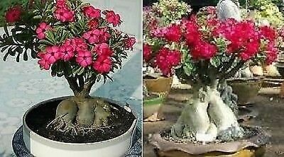 Adenium arabicum Pankorn