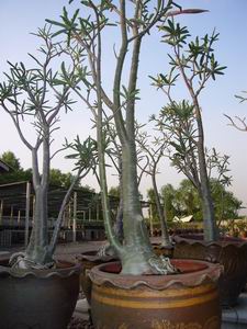 Adenium Somalense var somalense