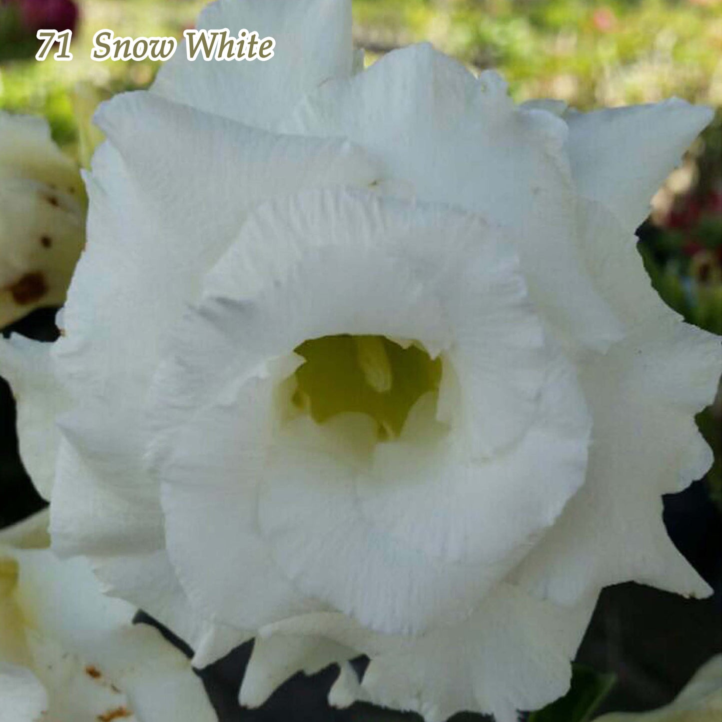 Adenium obesum White Horse