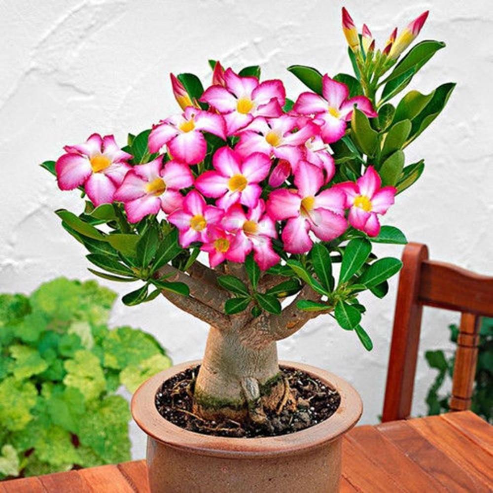 Adenium obesum