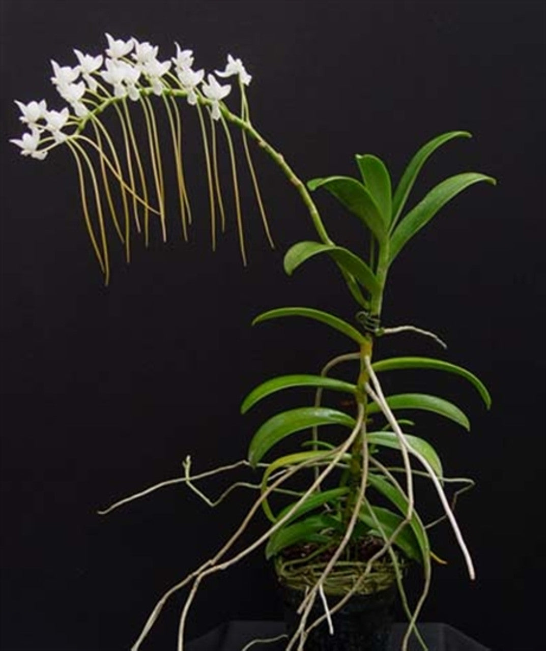 Aerangis Cryptodon Orchid