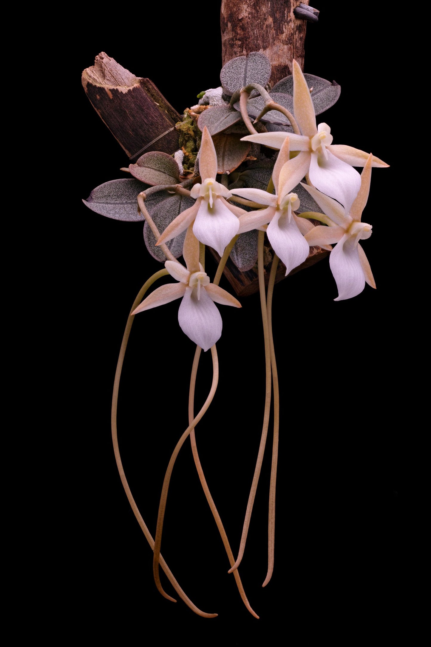 Aerangis punctata