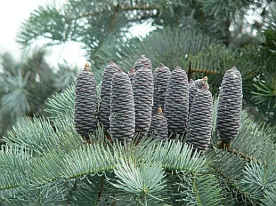 Abies concolor glauca silver fir