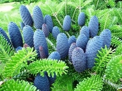 Abies koreana Korea fir