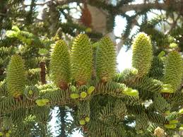 Abies magnifica splendor fir