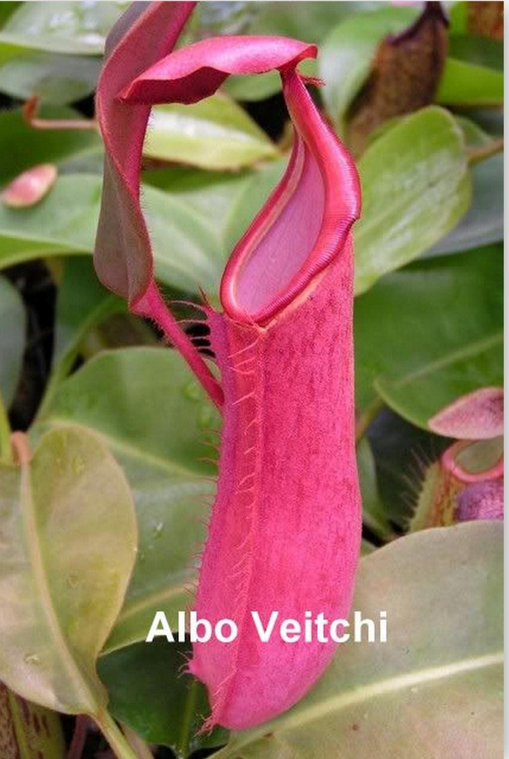 Nepenthes Albo Veitchi