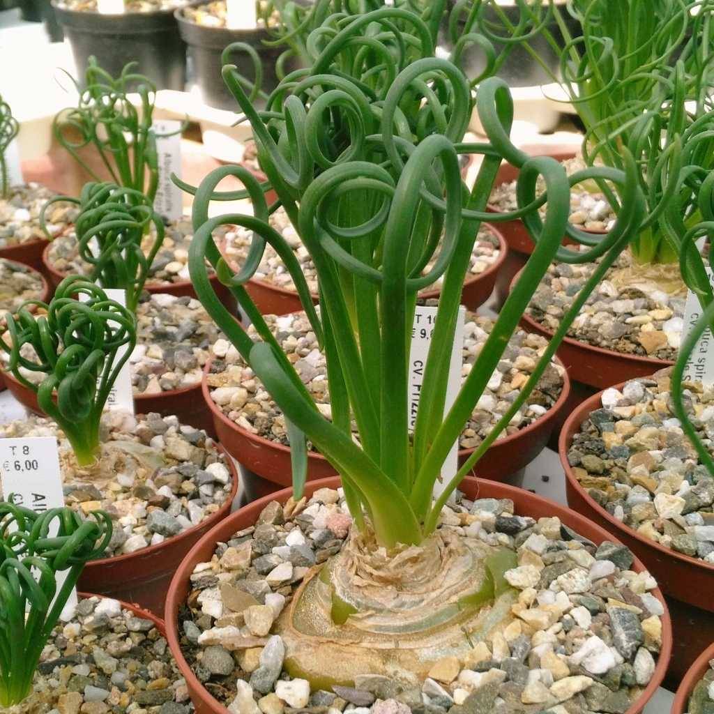 Albuca spiralis - Albuca namaquensis