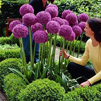Allium giganteum Giant Ornamental