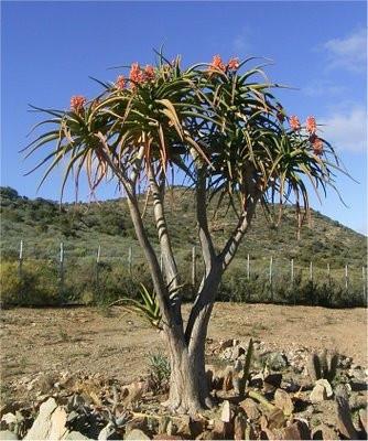 Aloe barberae