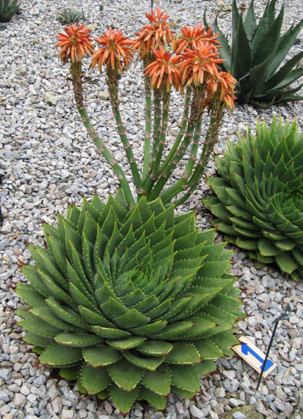 Aloe Polyphylla