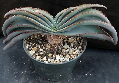 Aloe Suprafoliata