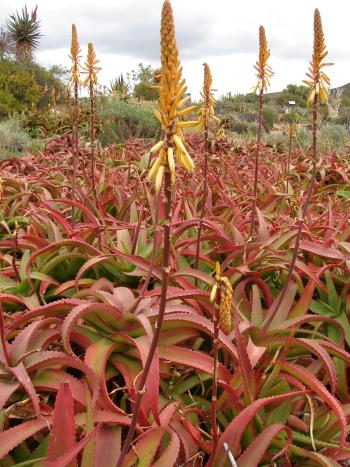Aloe vanbalenii