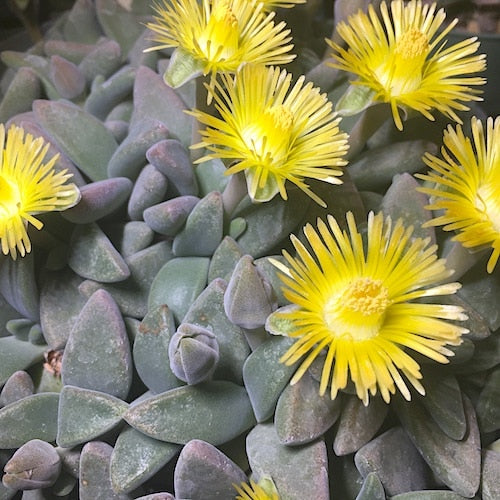 Aloinopsis peersii