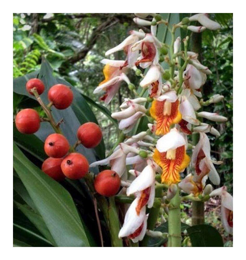 Alpinia mutica