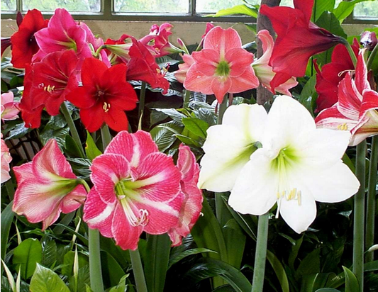 Amaryllis dutch hybrid mixed