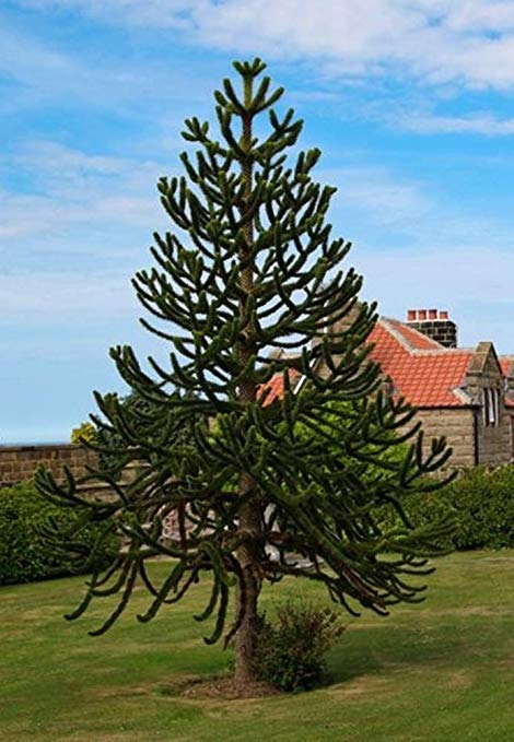 Araucaria araucana or monkey puzzle