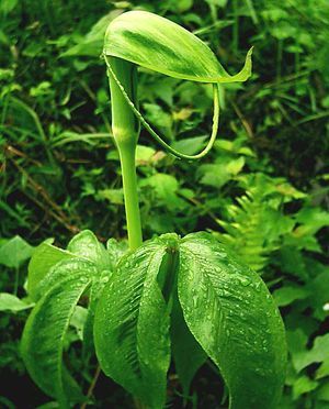 Arisaema tortuosum Cobra lily